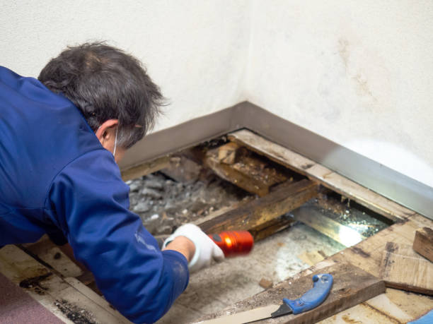 Best Health and Safety Mold Remediation in Byrdstown, TN