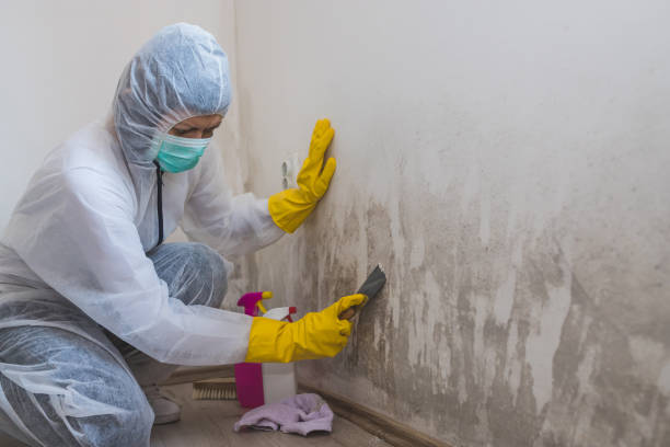 Best Preventive Mold Services in Byrdstown, TN