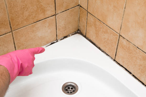 Best Insurance-Related Mold Remediation in Byrdstown, TN